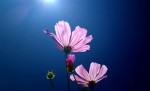 photograph of flower against dark blue sky by solarisgirl https://flic.kr/p/fPP9cz
