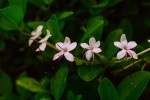 photograph of five flowers in a row (repetition pattern) by Thangaraj Kumaravel https://flic.kr/p/egDDBZ