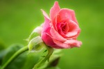 photograph of a red rose by Sunny https://flic.kr/p/oVwtqM