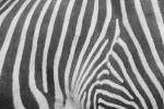 close up photograph of zebra stripes (repetition and pattern) by Sherrie Thai https://flic.kr/p/5AWcud