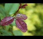 photograph of rain drops clinging to plant leaves by Bhavna Sayana https://flic.kr/p/acPoP2